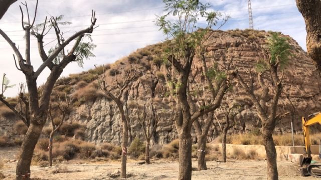 El Ayuntamiento de Lorca replanta los 14 ejemplares de jacaranda que fueron retirados de la Carretera de Caravaca - 1, Foto 1