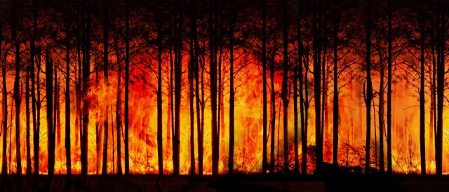 La prevención de los incendios forestales y la repoblación - 1, Foto 1