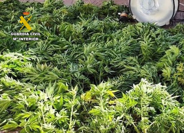 Desmantelan en Aledo un cultivo ilícito de marihuana, Foto 3
