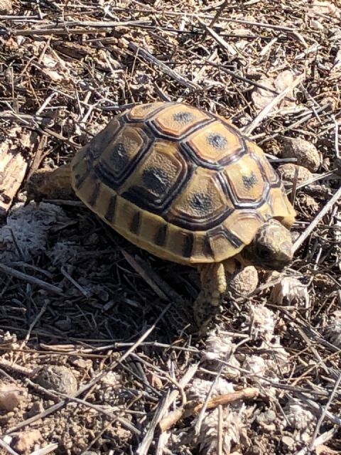 La Comunidad ampliará el plazo del Plan Conservación de la tortuga mora para impulsar un amplio proceso participativo - 1, Foto 1