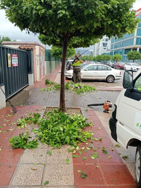 El Ayuntamiento realiza trabajos de refaldeo en más de 3.000 árboles para mejorar la seguridad de viandantes y vehículos - 2, Foto 2