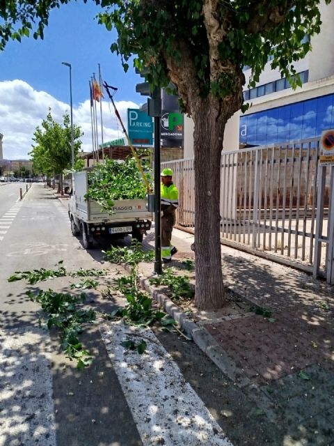 El Ayuntamiento realiza trabajos de refaldeo en más de 3.000 árboles para mejorar la seguridad de viandantes y vehículos - 3, Foto 3