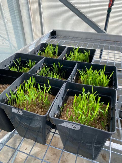 Sierra Espuña se convierte en laboratorio natural para reforzar los bosques frente al cambio climático, Foto 2
