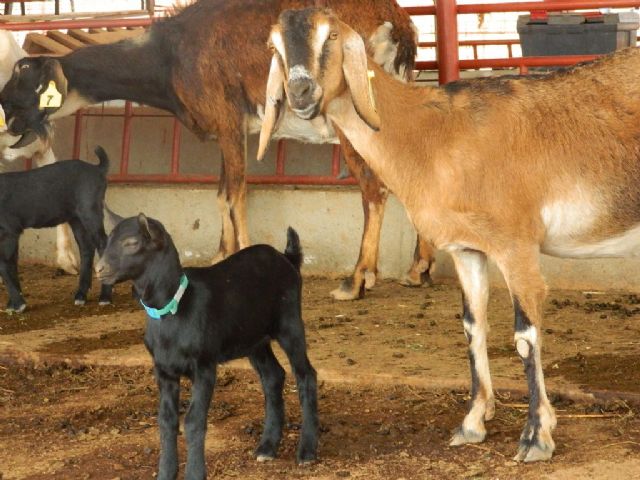 El IMIDA ensaya la adición de romero en la dieta de la cabra murciano-granadina para potenciar la transmisión de antioxidantes en la leche y el queso - 1, Foto 1