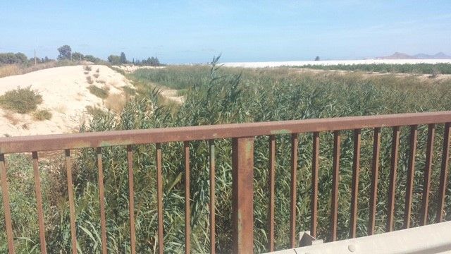 Ciudadanos pide explicaciones a la Confederación Hidrográfica del Segura por la falta de limpieza de las ramblas costeras ante el riesgo de una gota fría - 1, Foto 1