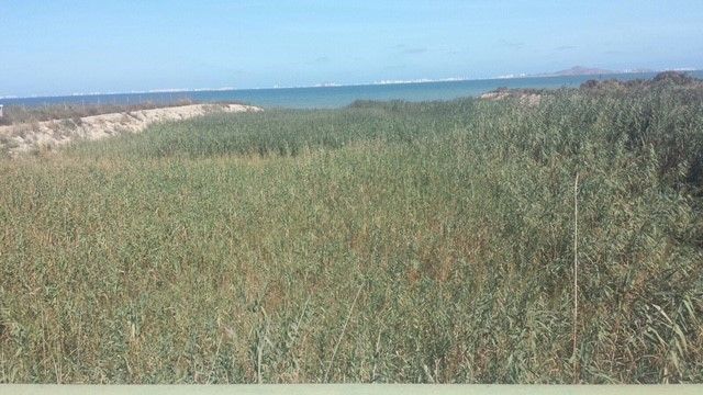 Ciudadanos pide explicaciones a la Confederación Hidrográfica del Segura por la falta de limpieza de las ramblas costeras ante el riesgo de una gota fría - 2, Foto 2