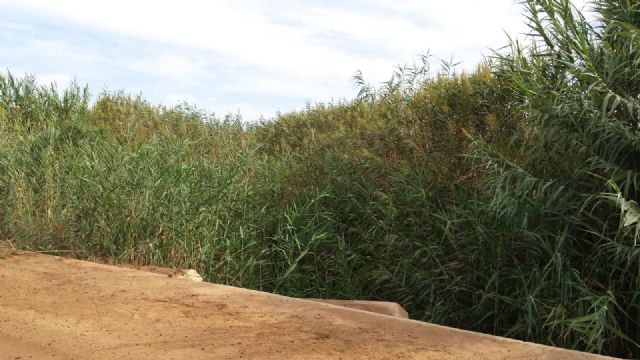 MC volverá a reclamar la limpieza de la Rambla de Miranda - 5, Foto 5