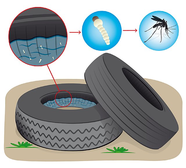 ¿Por qué el reciclado de neumáticos contribuye a evitar la proliferación de mosquitos? - 2, Foto 2