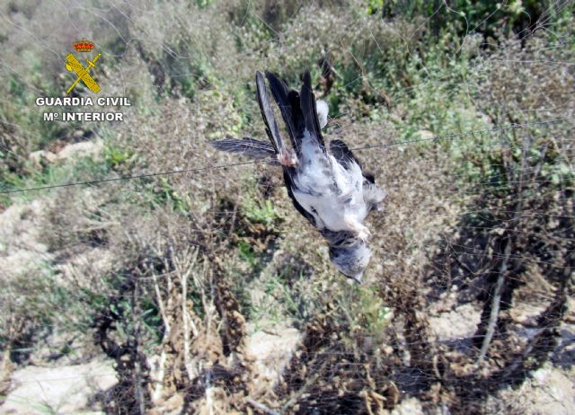 La Guardia Civil investiga a un hombre por caza furtiva de aves fringílidas - 1, Foto 1