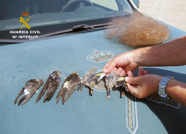 La Guardia Civil investiga a un hombre por caza furtiva de aves fringílidas - 2, Foto 2