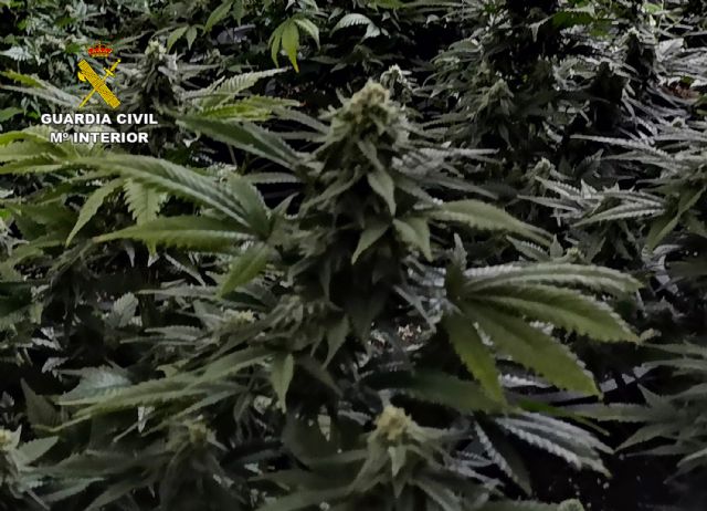 La Guardia Civil desmantela una plantación de marihuana en un domicilio de Cieza - 2, Foto 2
