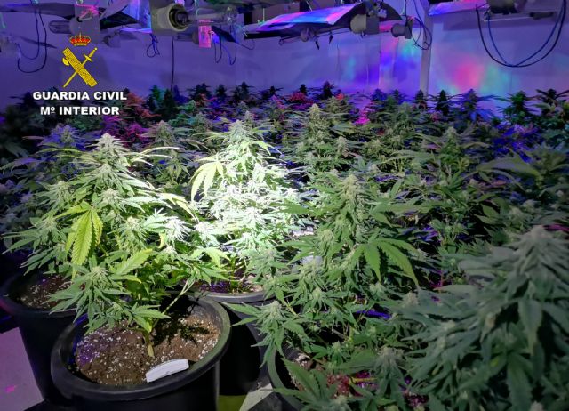 La Guardia Civil desmantela una plantación de marihuana en un domicilio de Cieza - 3, Foto 3