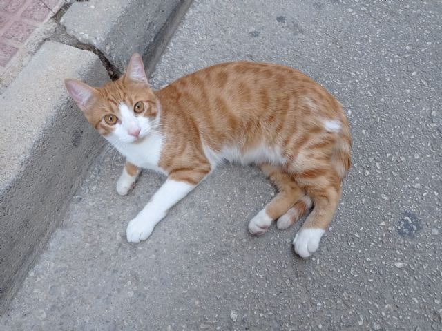 Gatos en adopción en Alcantarilla - 1, Foto 1