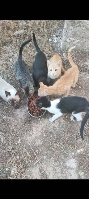 Gatos en adopción en Alcantarilla - 2, Foto 2