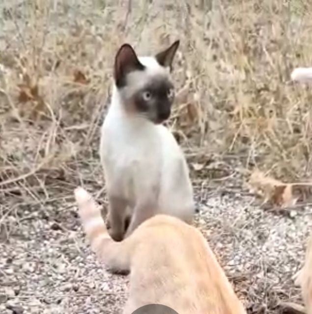 Gatos en adopción en Alcantarilla - 3, Foto 3