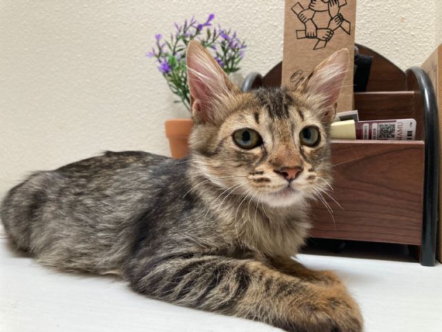 Gatos en adopción en Alcantarilla - 4, Foto 4