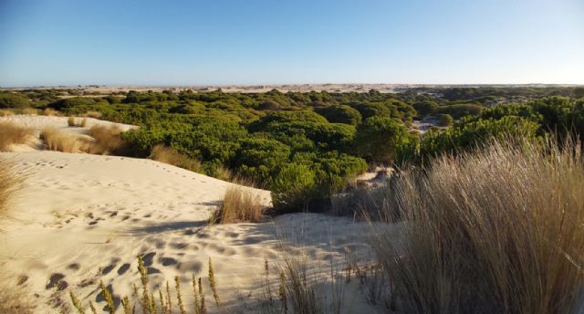 Doñana y el Mar Menor, lagunas litorales hermanadas - 4, Foto 4