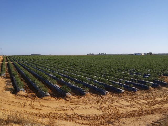 Doñana y el Mar Menor, lagunas litorales hermanadas - 5, Foto 5