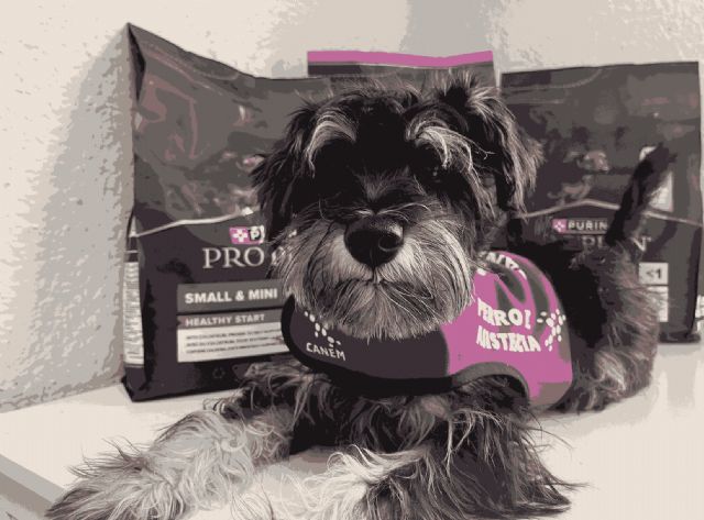 Día Mundial de los Animales | Cómo los perros mejoran nuestra salud - 1, Foto 1