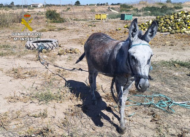 La Guardia Civil detecta irregularidades en una finca de caballos de Torre Pacheco - 1, Foto 1