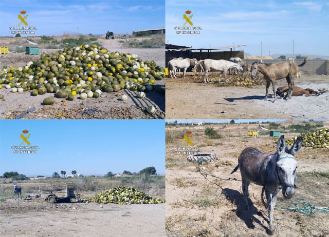 La Guardia Civil detecta irregularidades en una finca de caballos de Torre Pacheco - 3, Foto 3