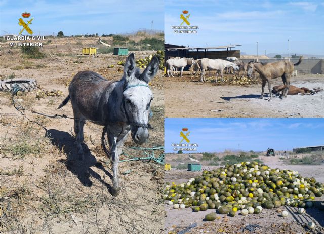 La Guardia Civil detecta irregularidades en una finca de caballos de Torre Pacheco - 4, Foto 4