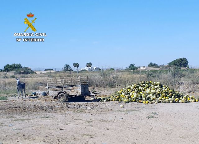 La Guardia Civil detecta irregularidades en una finca de caballos de Torre Pacheco - 5, Foto 5