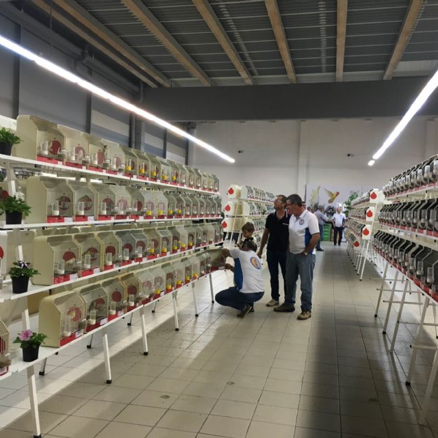 Más de 4.000 ejemplares de los mejores canarios del país compiten en VI Concurso Ornitológico Murciano que se celebra en San Javier - 3, Foto 3