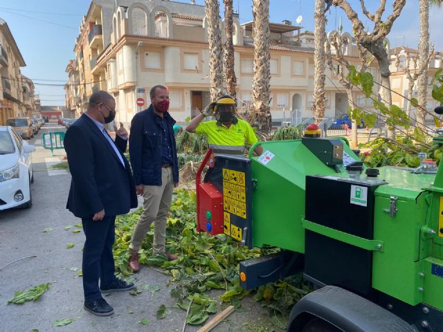 Desarrollo Urbano poda las más de 35.000 palmeras y moreras de las pedanías murcianas - 1, Foto 1