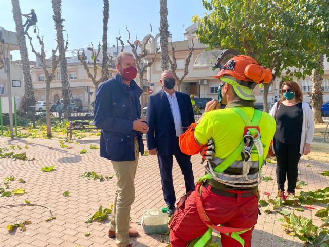 Desarrollo Urbano poda las más de 35.000 palmeras y moreras de las pedanías murcianas - 2, Foto 2
