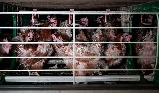 Reina Group se compromete a dejar de utilizar huevos procedentes de gallinas enjauladas para 2025 - 1, Foto 1