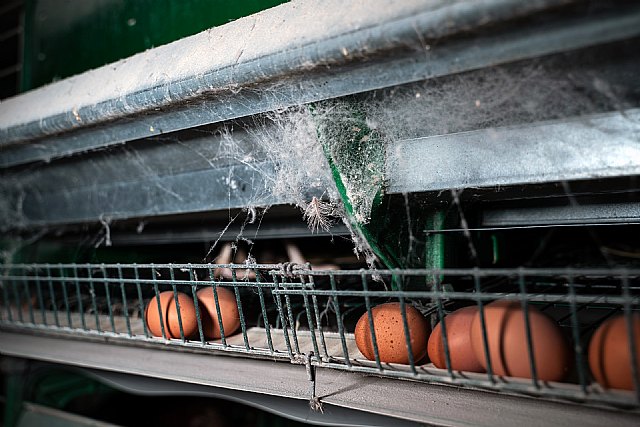 Reina Group se compromete a dejar de utilizar huevos procedentes de gallinas enjauladas para 2025 - 2, Foto 2