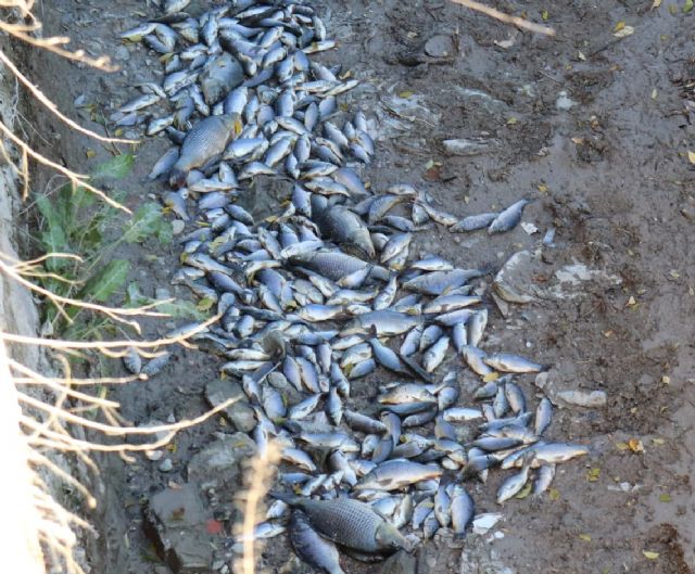 Huermur denuncia la aparición de peces muertos en la acequia mayor de Barreras - 1, Foto 1