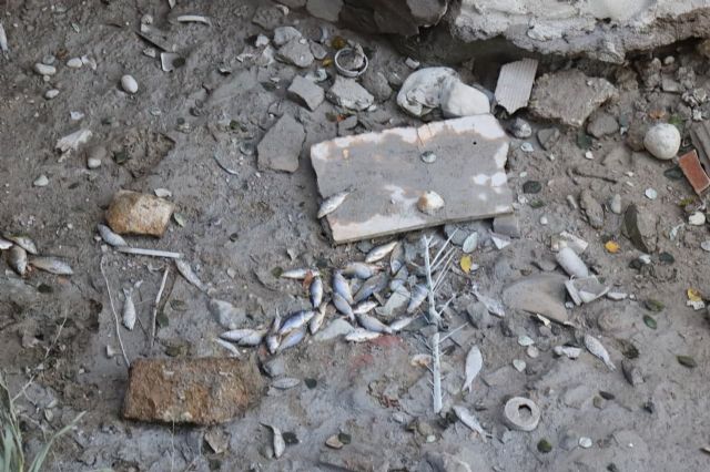 Huermur denuncia la aparición de peces muertos en la acequia mayor de Barreras - 3, Foto 3