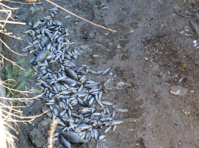 Huermur denuncia la aparición de peces muertos en la acequia mayor de Barreras - 5, Foto 5