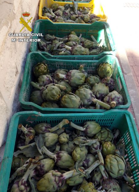 La Guardia Civil esclarece el robo de cinco toneladas de alcachofas de una finca de Yéchar - 2, Foto 2