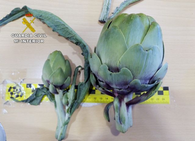 La Guardia Civil esclarece el robo de cinco toneladas de alcachofas de una finca de Yéchar - 3, Foto 3