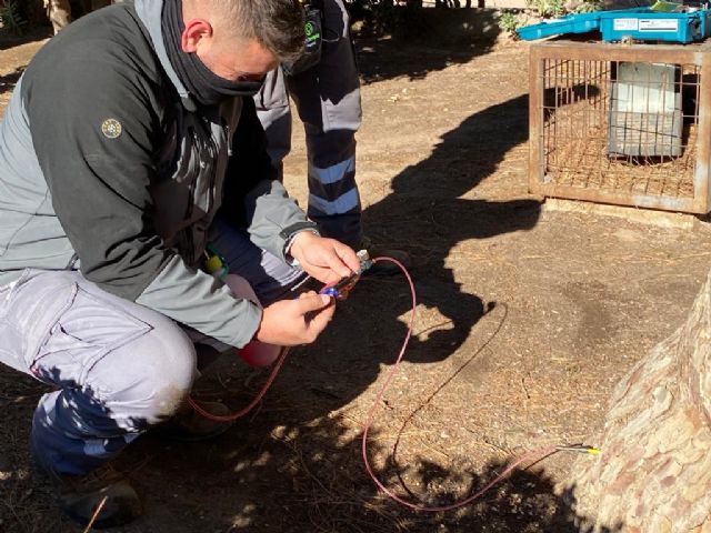 El Ayuntamiento lleva a cabo nuevos tratamientos de endoterapia en los pinos del municipio para evitar procesionaria - 2, Foto 2