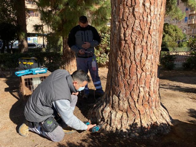El Ayuntamiento lleva a cabo nuevos tratamientos de endoterapia en los pinos del municipio para evitar procesionaria - 3, Foto 3