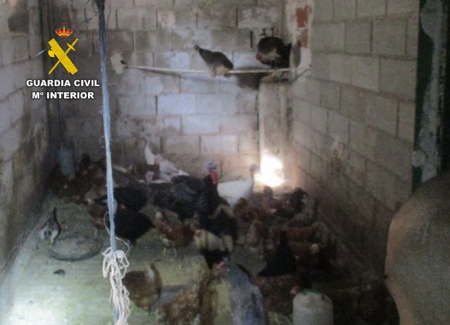 La Guardia Civil descubre un núcleo zoológico clandestino y con carencias de bienestar animal en una vivienda en Lorca - 1, Foto 1