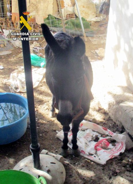 La Guardia Civil descubre un núcleo zoológico clandestino y con carencias de bienestar animal en una vivienda en Lorca - 2, Foto 2