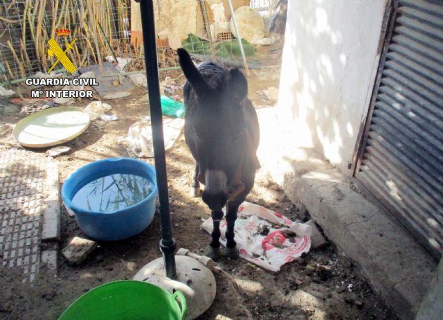 La Guardia Civil descubre un núcleo zoológico clandestino y con carencias de bienestar animal en una vivienda en Lorca - 3, Foto 3