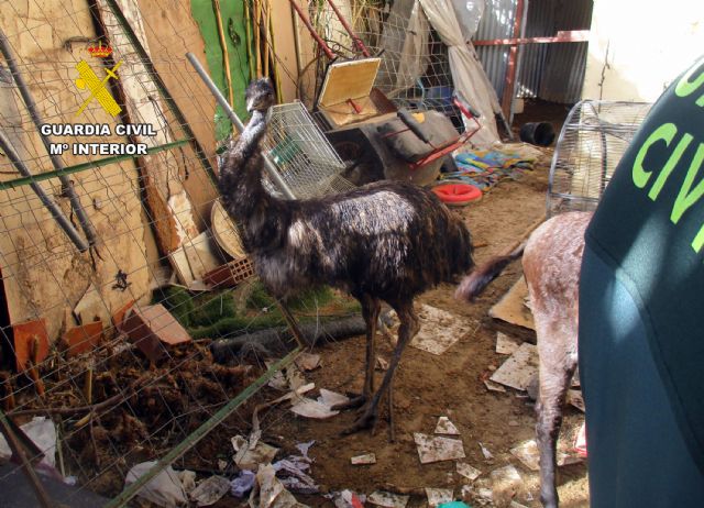 La Guardia Civil descubre un núcleo zoológico clandestino y con carencias de bienestar animal en una vivienda en Lorca - 4, Foto 4
