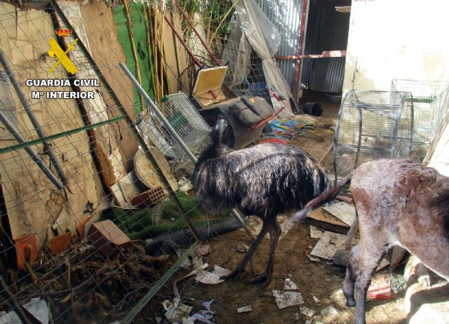 La Guardia Civil descubre un núcleo zoológico clandestino y con carencias de bienestar animal en una vivienda en Lorca - 5, Foto 5