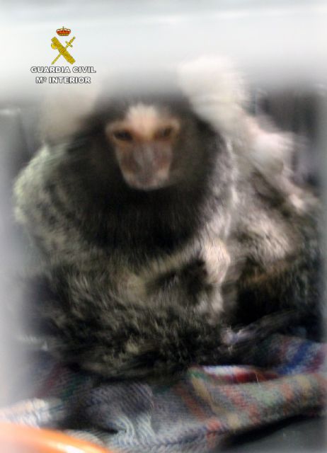 La Guardia Civil intercepta la venta de dos ejemplares de mono titi en Murcia - 1, Foto 1