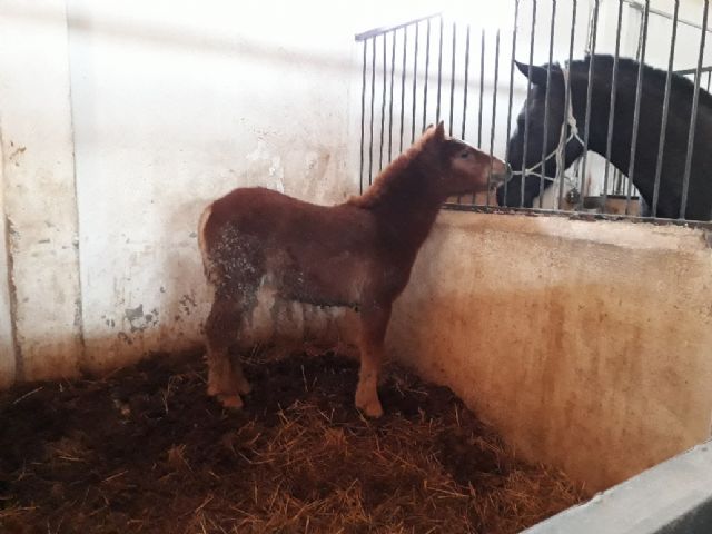 Un pony abandonado en las inmediaciones de Los Pilones encuentra un hogar - 2, Foto 2