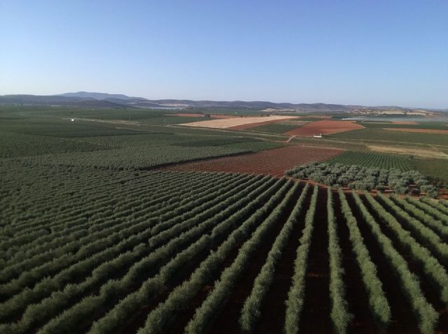 La Cátedra AgritechMU divulga los beneficios del cultivo supertintensivo de olivar en seto - 1, Foto 1