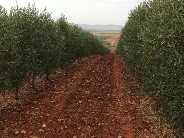 La Cátedra AgritechMU divulga los beneficios del cultivo supertintensivo de olivar en seto - 2, Foto 2