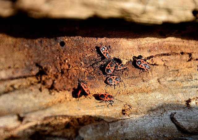El escarabajo de la madera, un nuevo enemigo en vivienda, según Ecoplagas - 1, Foto 1