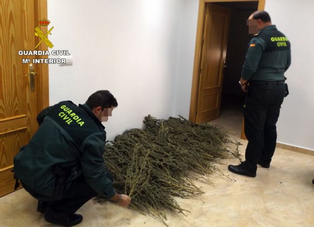 La Guardia Civil sorprende a un grupo delictivo sustrayendo una plantación de marihuana en una vivienda de Murcia - 3, Foto 3